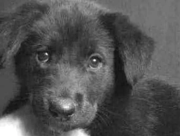 Cachorro ra a Mestiço  idade 2 a 6 meses nome Luke 