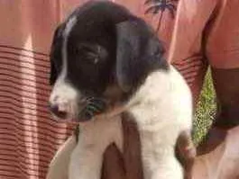 Cachorro raça Mestiço  idade 2 a 6 meses nome Theo 