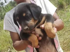 Cachorro raça Mestiço  idade 2 a 6 meses nome Zeus 