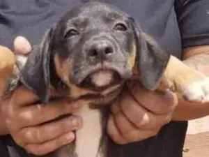 Cachorro raça Mestiço  idade 2 a 6 meses nome Charlie 
