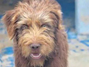 Cachorro raça  idade  nome Bombom Pequena