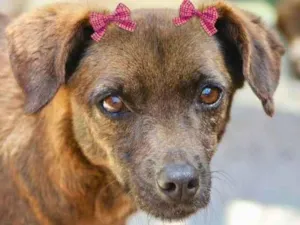 Cachorro raça  idade  nome DARLING PEQUENINA