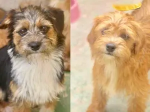 Cachorro raça  idade  nome Pingo e Toby