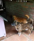 Juliete e Fiuk