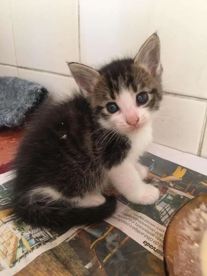 Gato ra a SRD idade Abaixo de 2 meses nome Dupla Filhotes
