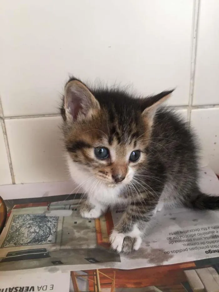 Gato ra a SRD idade Abaixo de 2 meses nome Dupla Filhotes