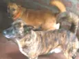 Juliete e Fiuk