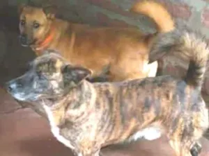 Cachorro raça SRD idade 3 anos nome Juliete e Fiuk