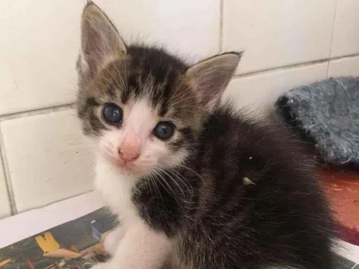 Gato ra a SRD idade Abaixo de 2 meses nome Dupla Filhotes