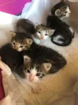 Filhotes felinos