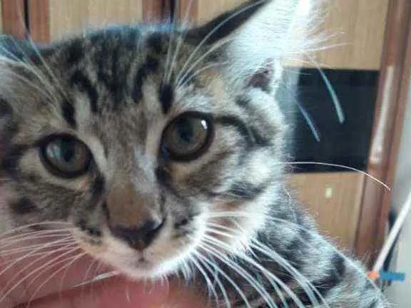 Gato ra a SRD idade 2 a 6 meses nome Hércules