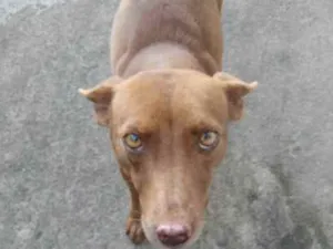 Cachorro raça Viralata  idade 3 anos nome Marrom 