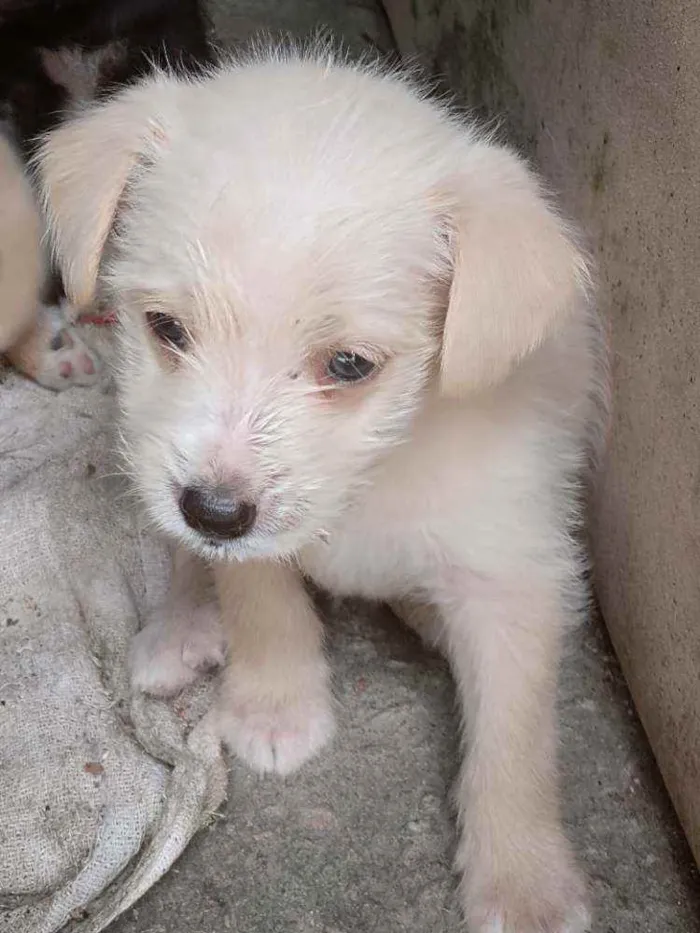 Cachorro ra a Viralata idade 2 a 6 meses nome Não tem nome definid