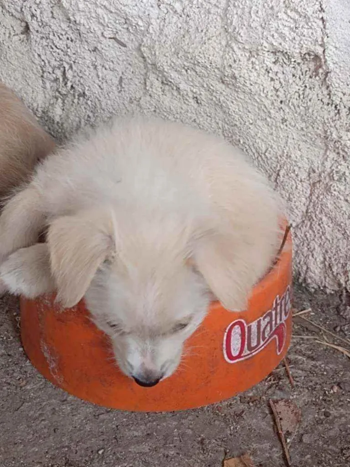 Cachorro ra a Viralata idade 2 a 6 meses nome Não tem nome definid