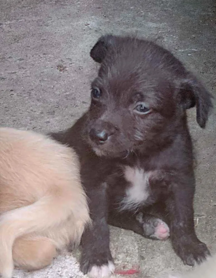 Cachorro ra a Viralata idade 2 a 6 meses nome Não tem nome definid