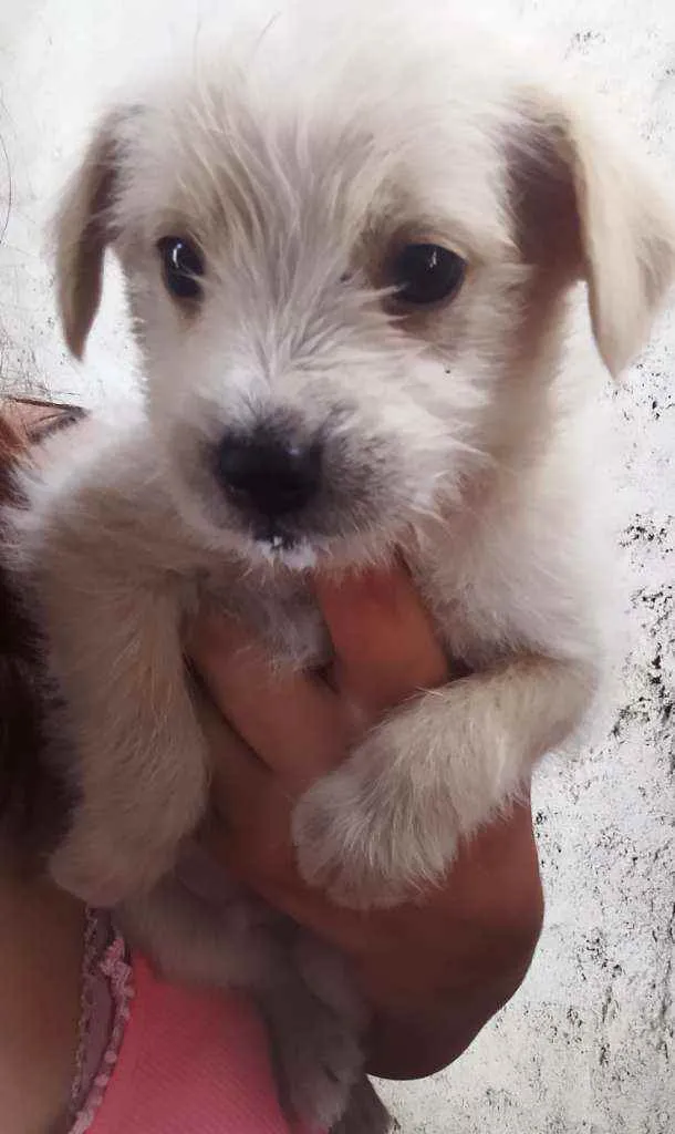 Cachorro ra a Viralata idade 2 a 6 meses nome Não tem nome definid