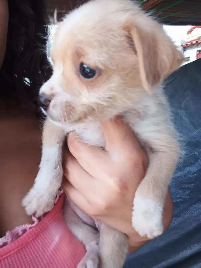 Cachorro ra a Viralata idade 2 a 6 meses nome Não tem nome definid