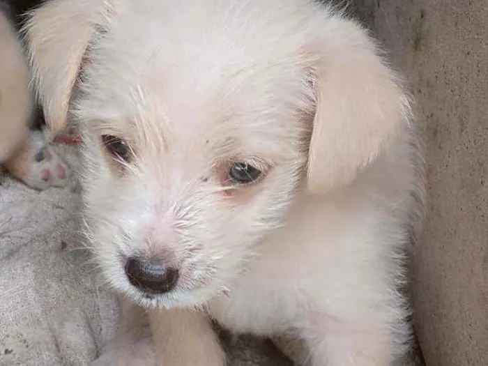 Cachorro ra a Viralata idade 2 a 6 meses nome Não tem nome definid