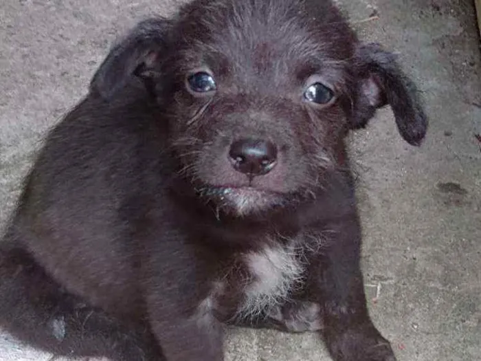 Cachorro ra a Viralata idade 2 a 6 meses nome Não tem nome definid