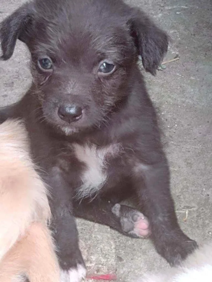 Cachorro ra a Viralata idade 2 a 6 meses nome Não tem nome definid