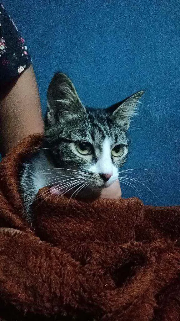 Gato ra a  idade 2 a 6 meses nome Não tem um nome