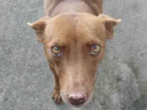 Cachorro raça Viralata idade 3 anos nome Marrom