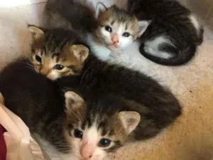 Gato raça SRD idade Abaixo de 2 meses nome Filhotes felinos
