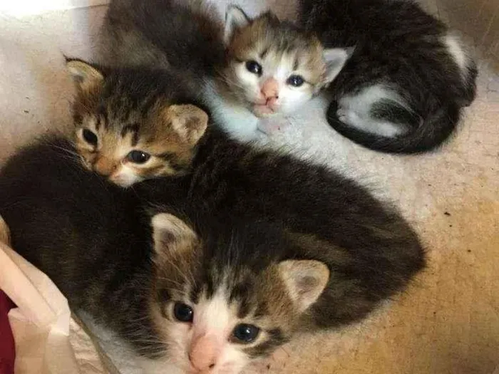 Gato ra a SRD idade Abaixo de 2 meses nome Filhotes felinos