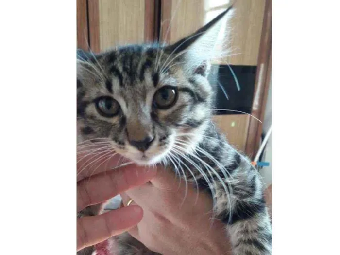 Gato ra a SRD idade 2 a 6 meses nome Hércules