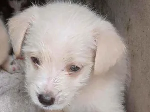 Cachorro raça Viralata idade 2 a 6 meses nome Não tem nome definid