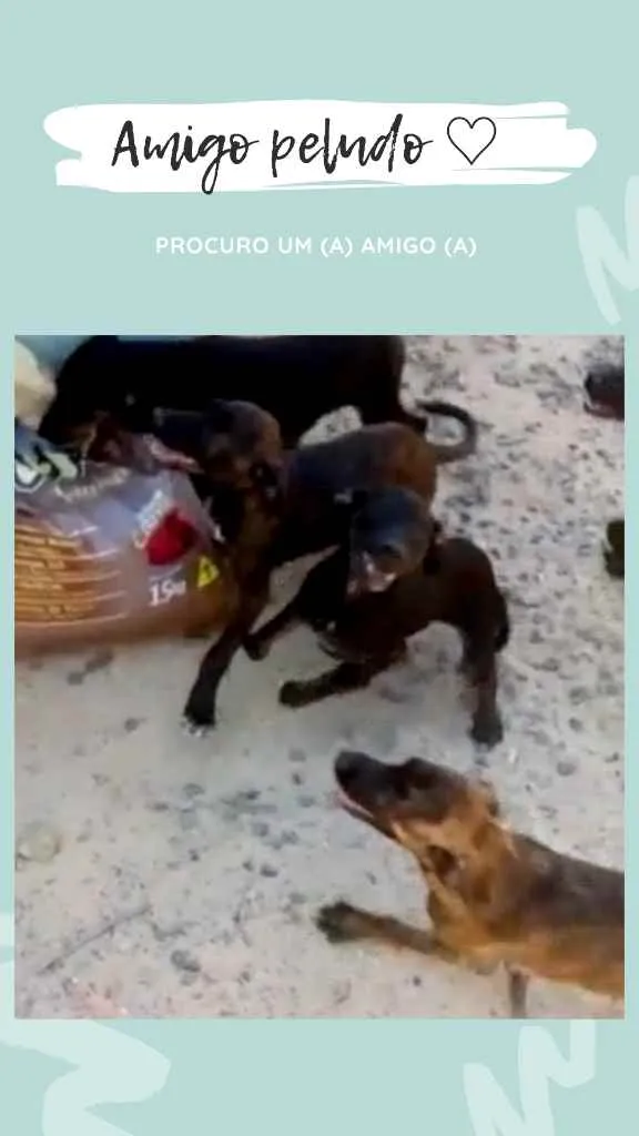 Cachorro ra a Vira Lata idade 2 a 6 meses nome Sem nome
