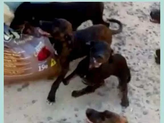 Cachorro ra a Vira Lata idade 2 a 6 meses nome Sem nome