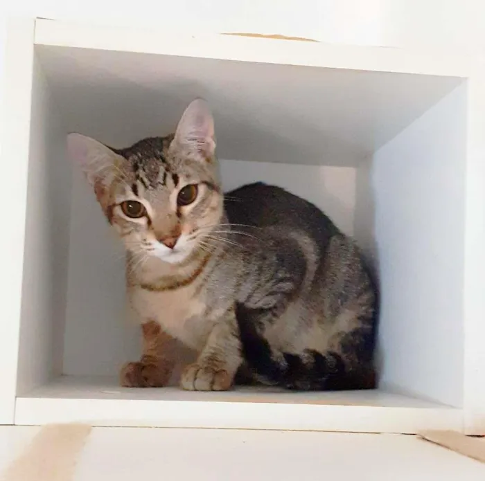 Gato ra a srd idade 2 a 6 meses nome Tatu