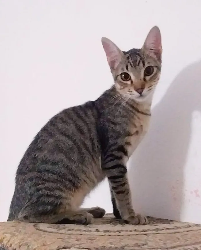 Gato ra a srd idade 2 a 6 meses nome Tatu