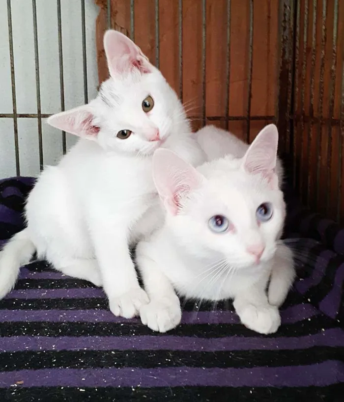 Gato ra a srd idade 2 a 6 meses nome Jennie e Georgia