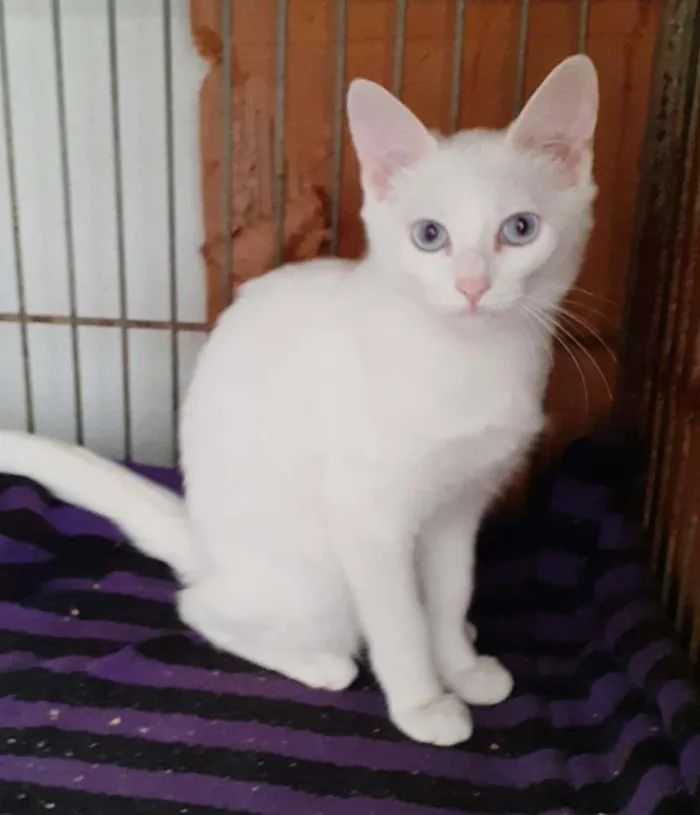 Gato ra a srd idade 2 a 6 meses nome Jennie e Georgia