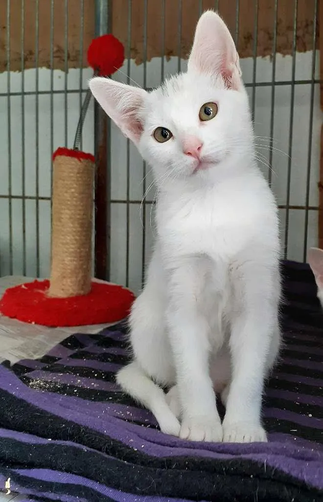 Gato ra a srd idade 2 a 6 meses nome Jennie e Georgia