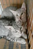 Linda e Julius