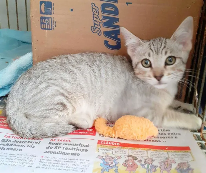 Gato ra a srd idade 2 a 6 meses nome Linda e Julius