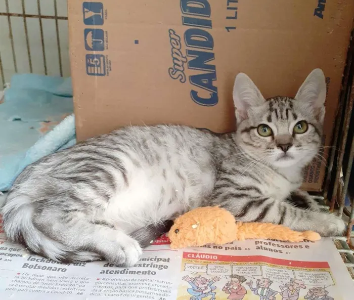 Gato ra a srd idade 2 a 6 meses nome Linda e Julius
