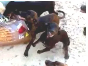 Cachorro raça Vira Lata idade 2 a 6 meses nome Sem nome