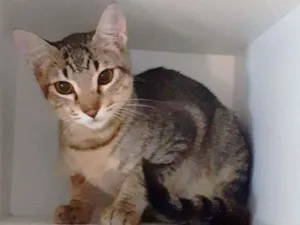 Gato raça srd idade 2 a 6 meses nome Tatu