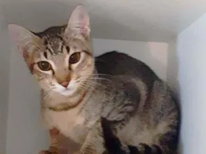 Gato raça srd idade 2 a 6 meses nome Tatu