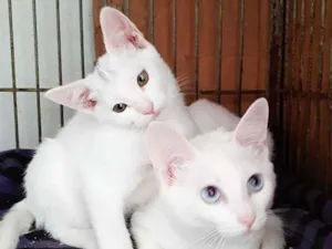 Gato raça srd idade 2 a 6 meses nome Jennie e Georgia