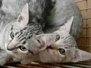 Gato raça srd idade 2 a 6 meses nome Linda e Julius