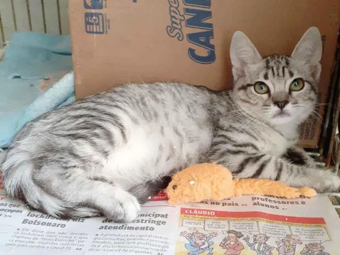 Gato ra a srd idade 2 a 6 meses nome Linda e Julius