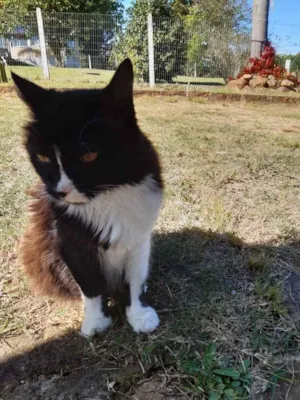 Gato raça SRD idade 5 anos nome Peluda