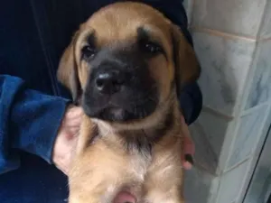 Cachorro raça Sem raca idade Abaixo de 2 meses nome Sem nome