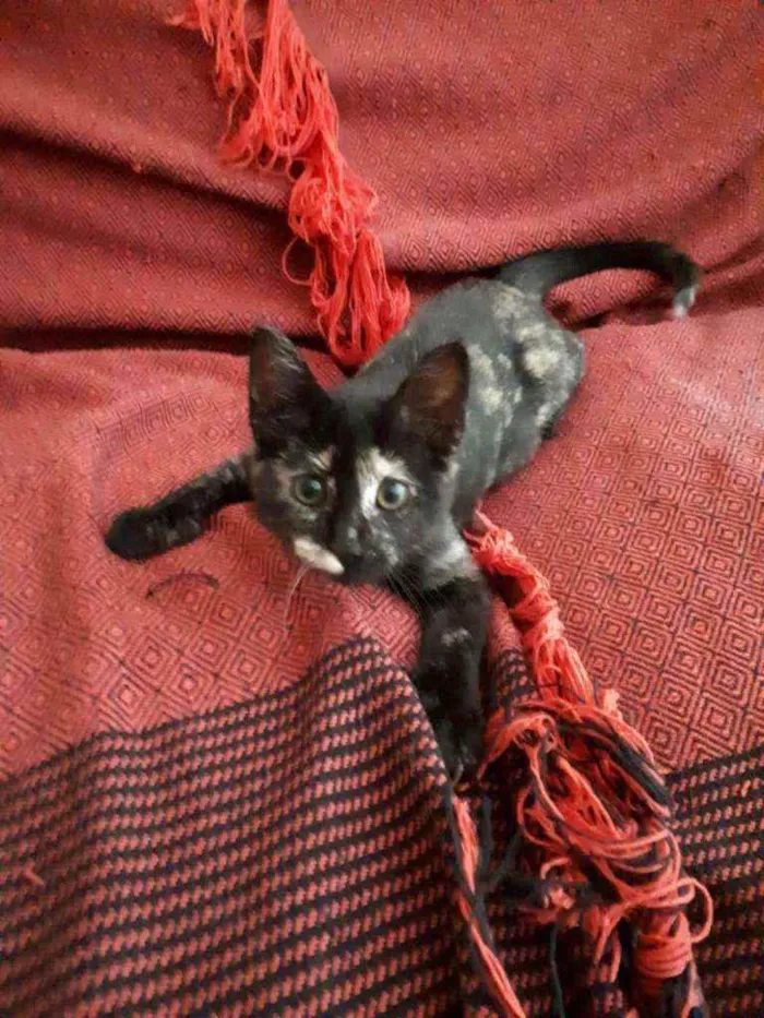 Gato ra a S.R.D. idade 2 a 6 meses nome Maria