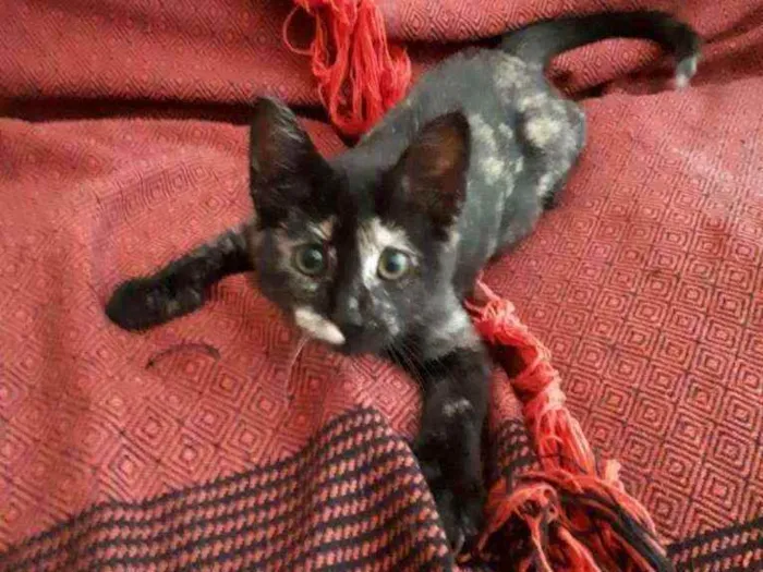 Gato ra a S.R.D. idade 2 a 6 meses nome Maria